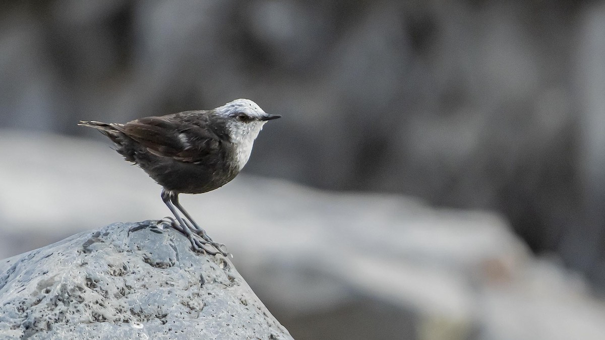 Ak Başlı Derekuşu - ML646398733