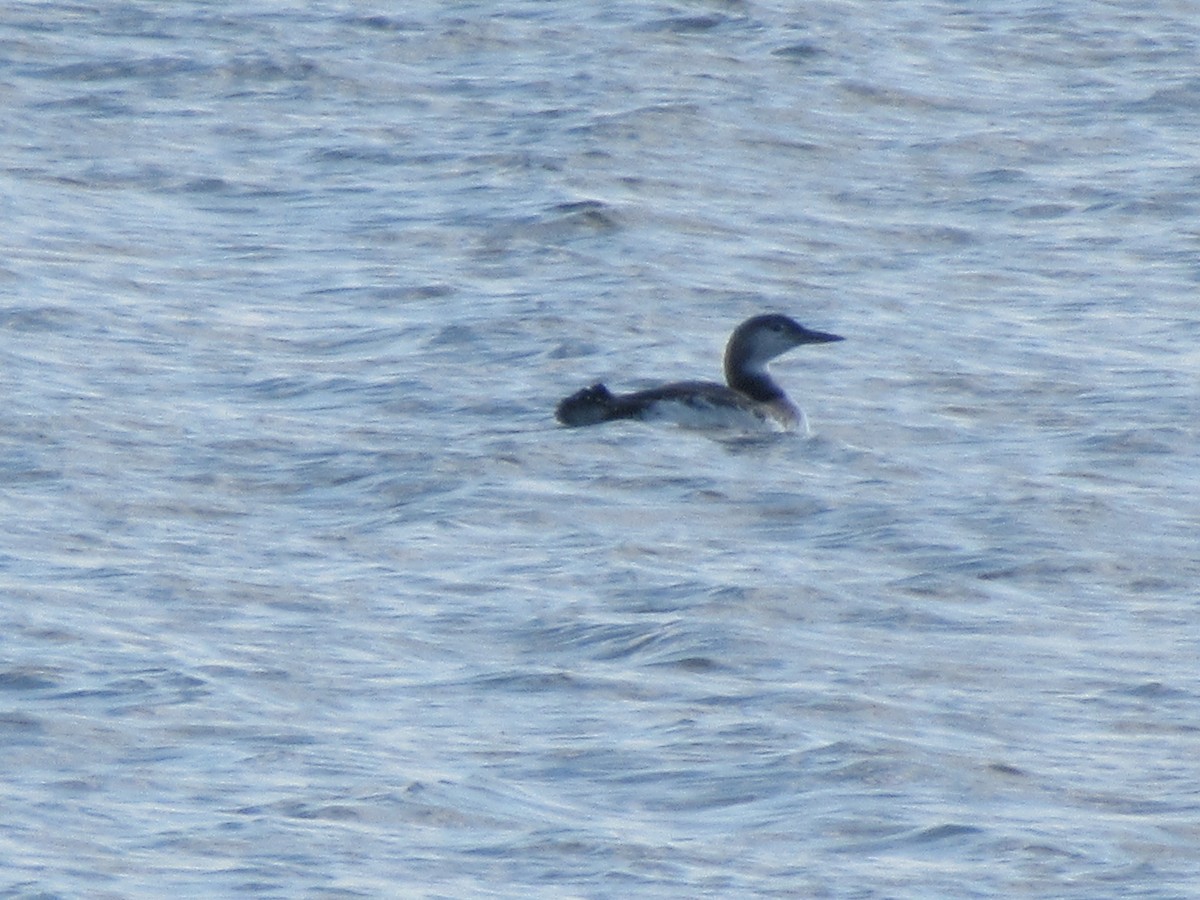 Common Loon - ML646398734