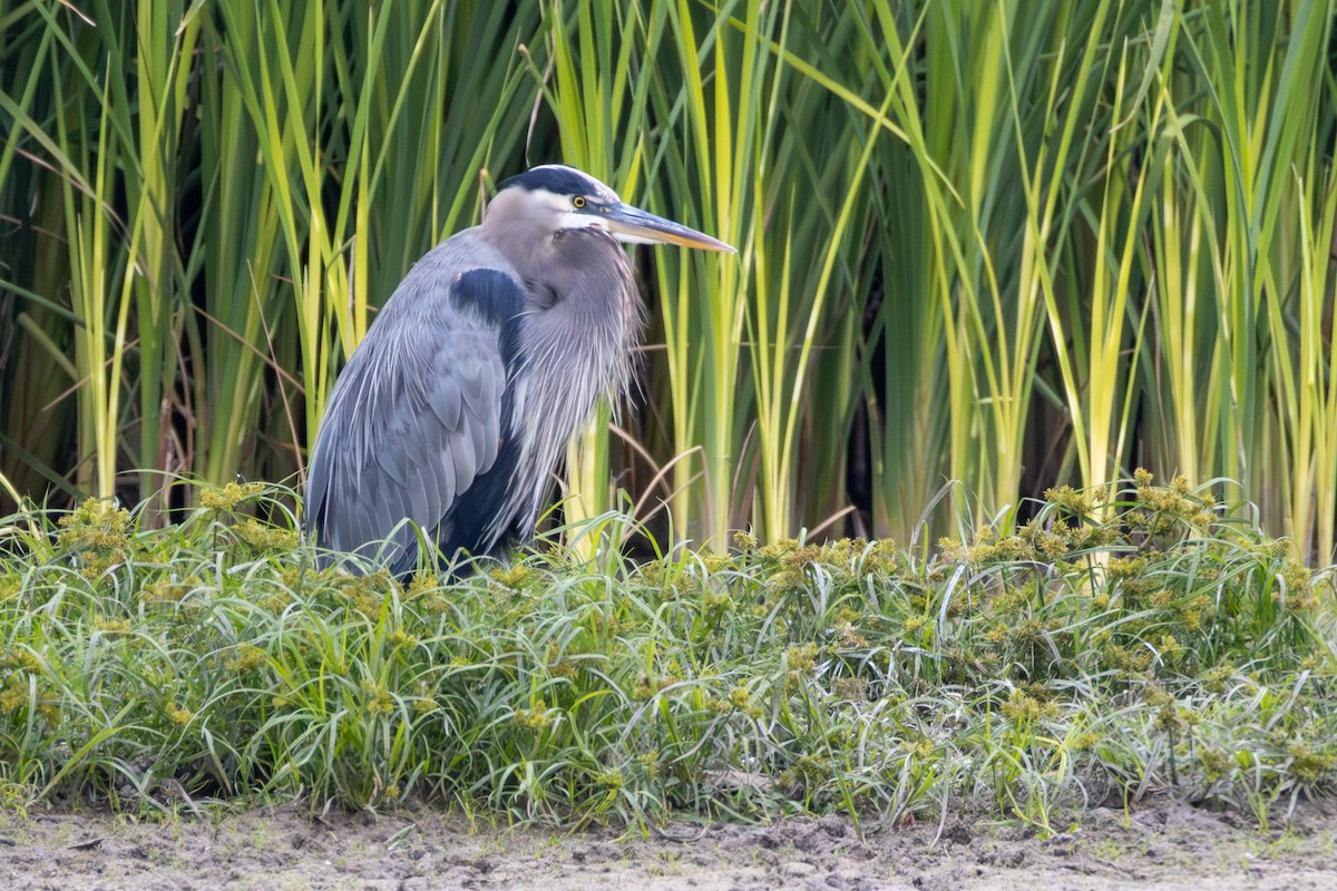 Great Blue Heron - ML646398739