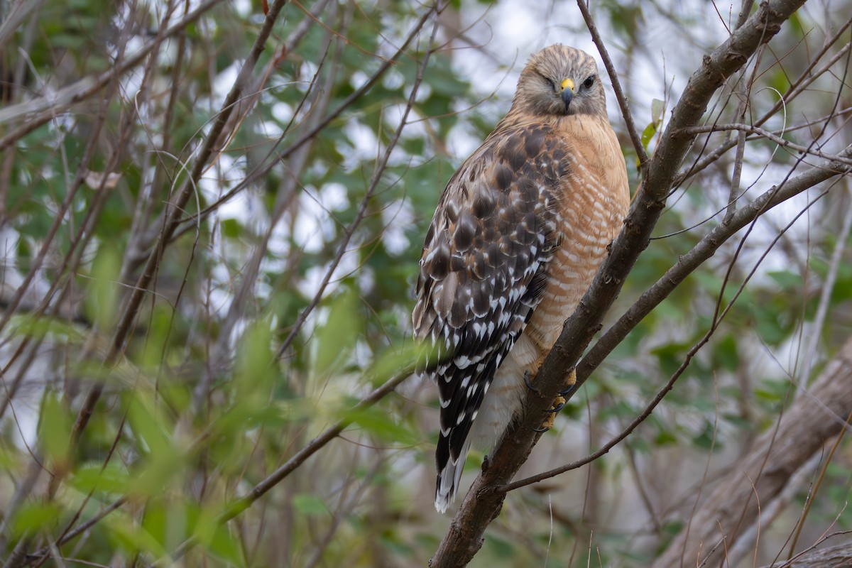 Red-shouldered Hawk - ML646398745