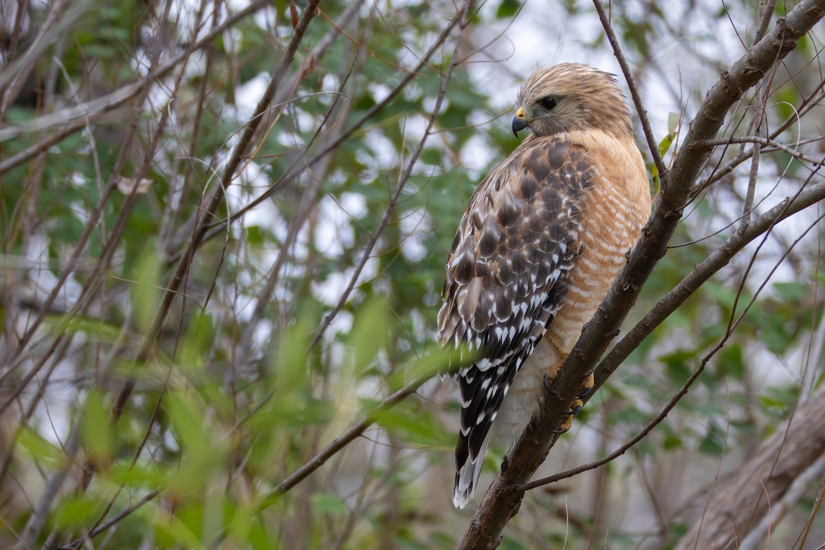 Red-shouldered Hawk - ML646398746