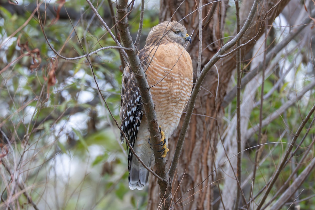 Red-shouldered Hawk - ML646398747