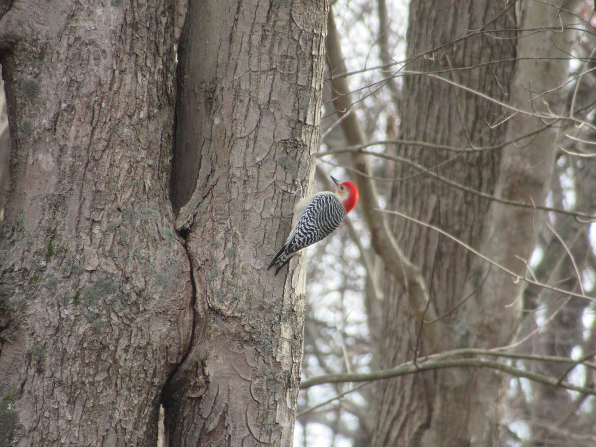Red-bellied Woodpecker - ML646398749