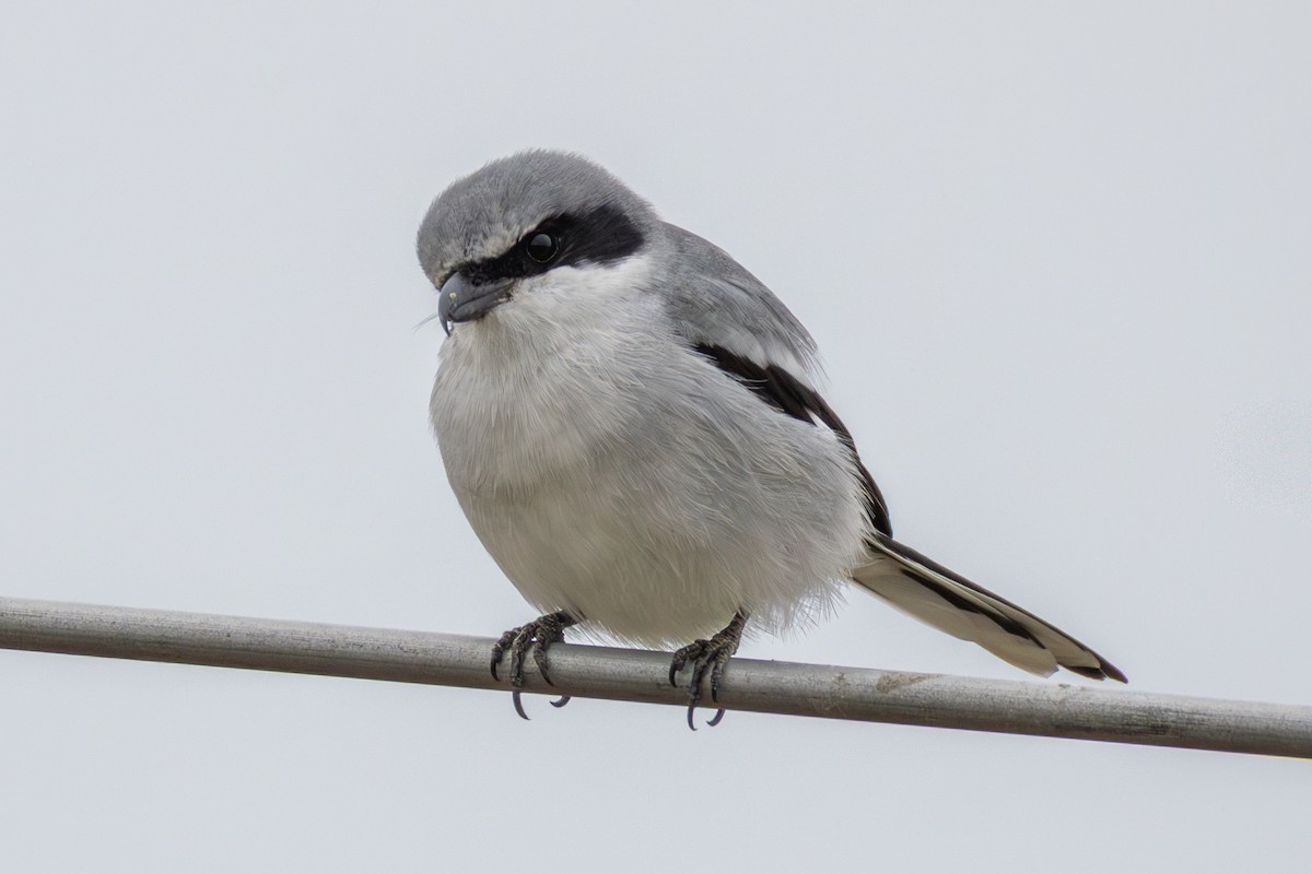Loggerhead Shrike - ML646398756