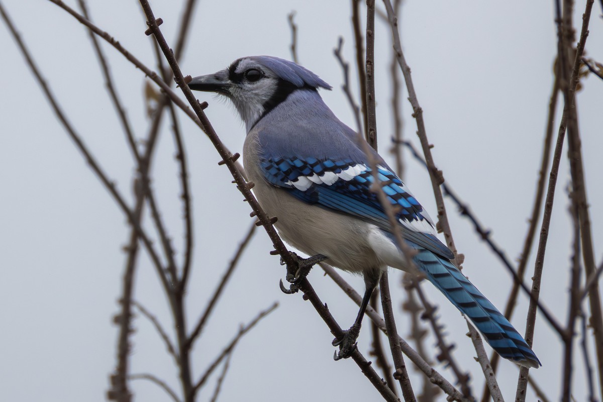 Blue Jay - ML646398761