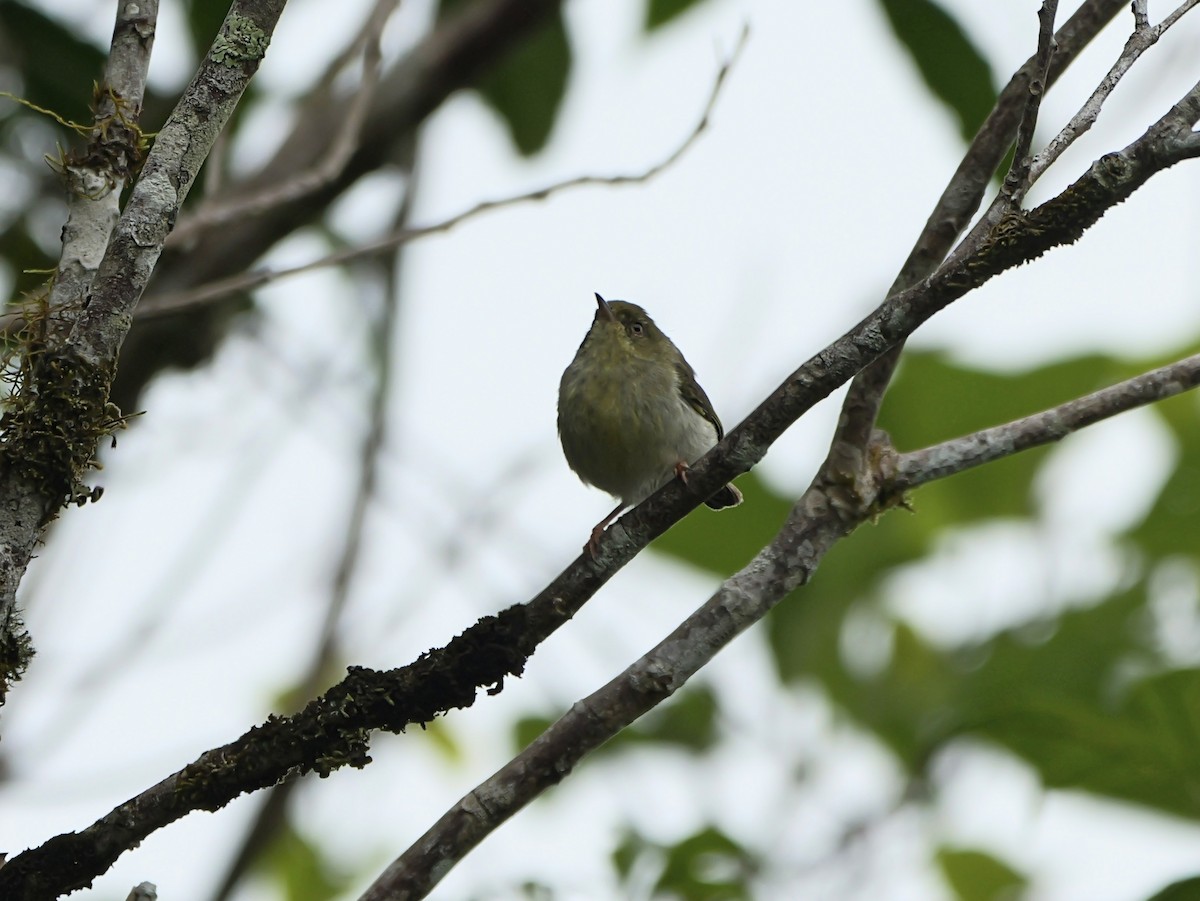 Green Jery - ML646398764