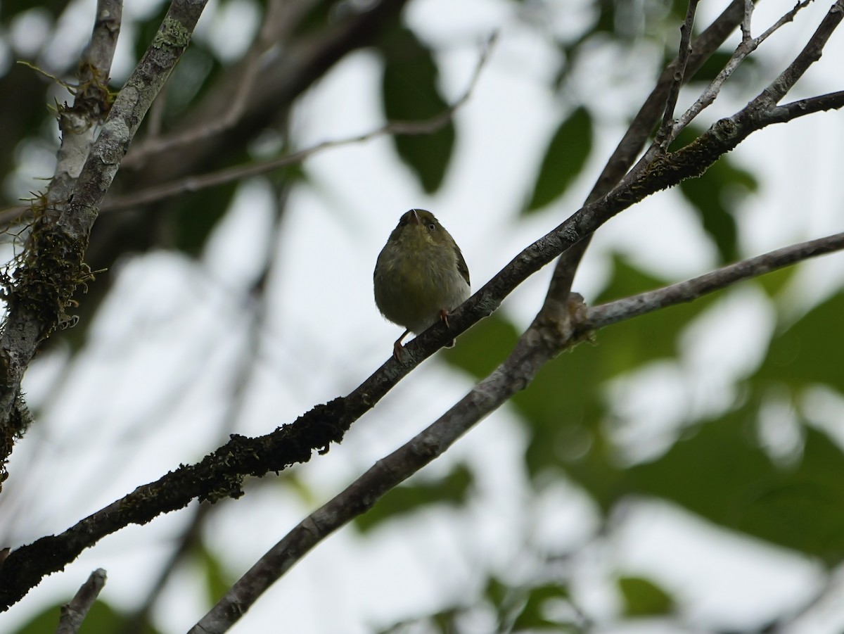 Green Jery - ML646398765