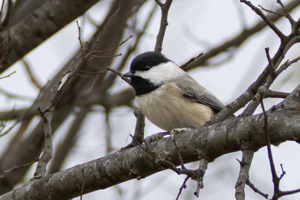 Carolina Chickadee - ML646398768