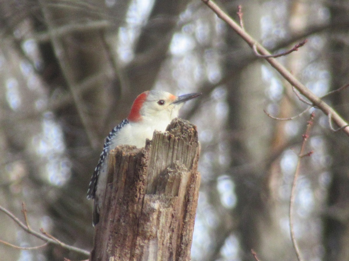 Red-bellied Woodpecker - ML646398772