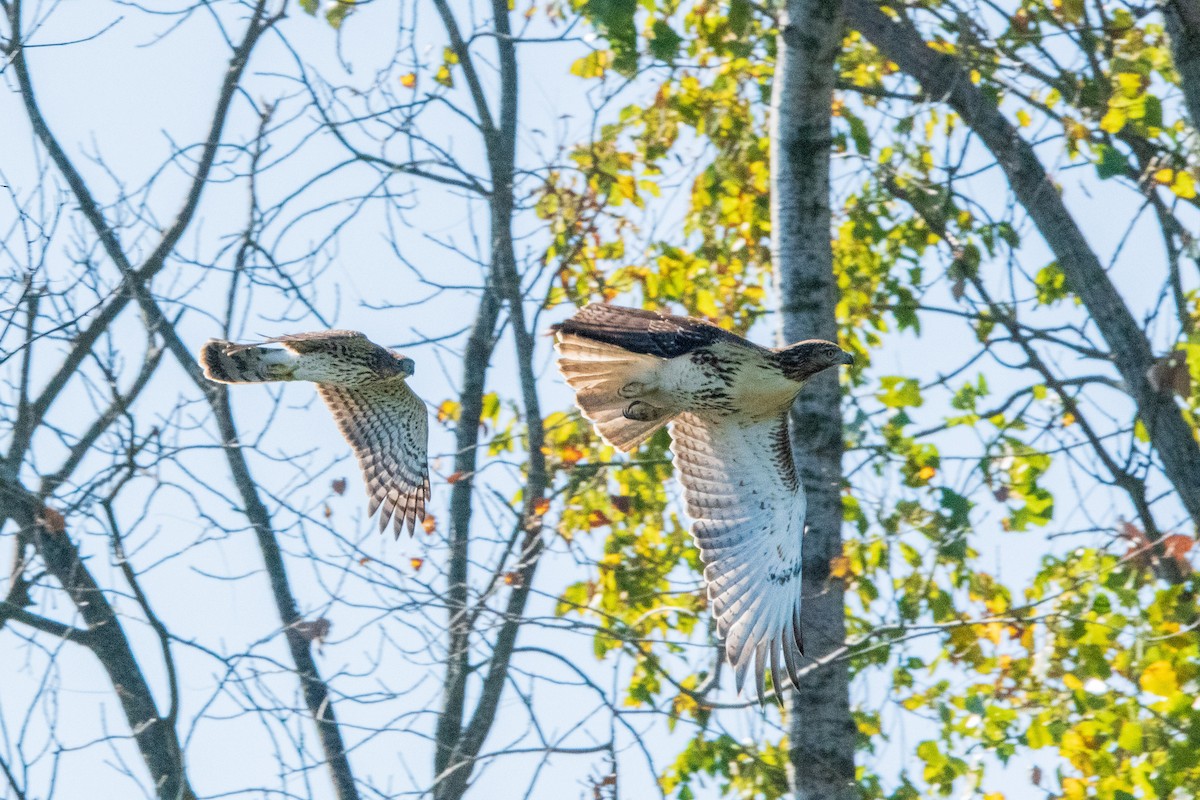 Cooper's Hawk - ML646398777