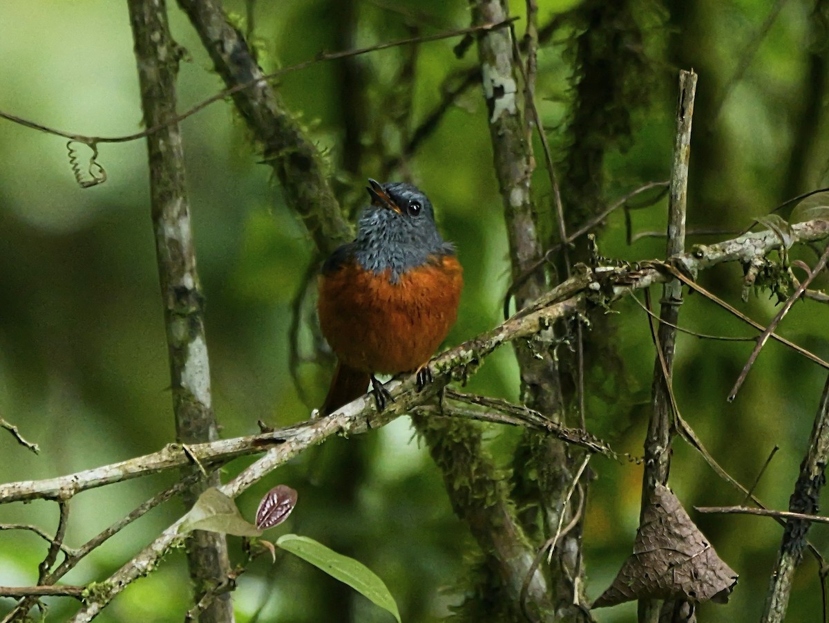 Forest Rock-Thrush - ML646398779