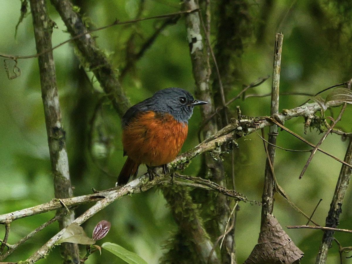 Forest Rock-Thrush - ML646398780