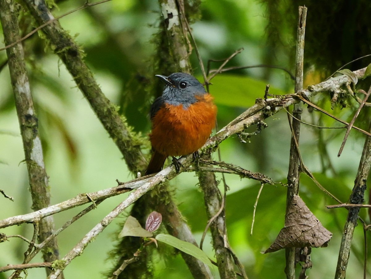 Forest Rock-Thrush - ML646398781