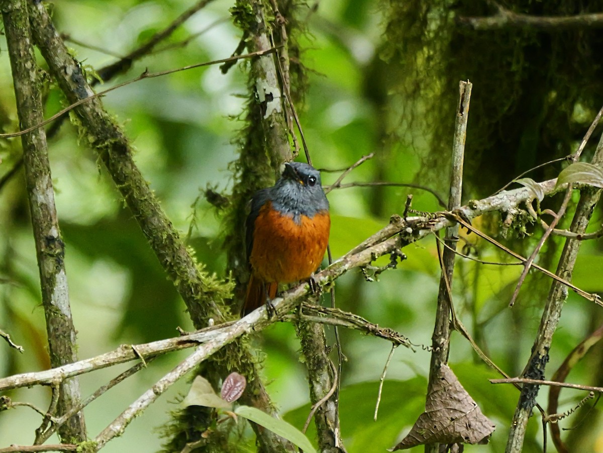 Forest Rock-Thrush - ML646398782