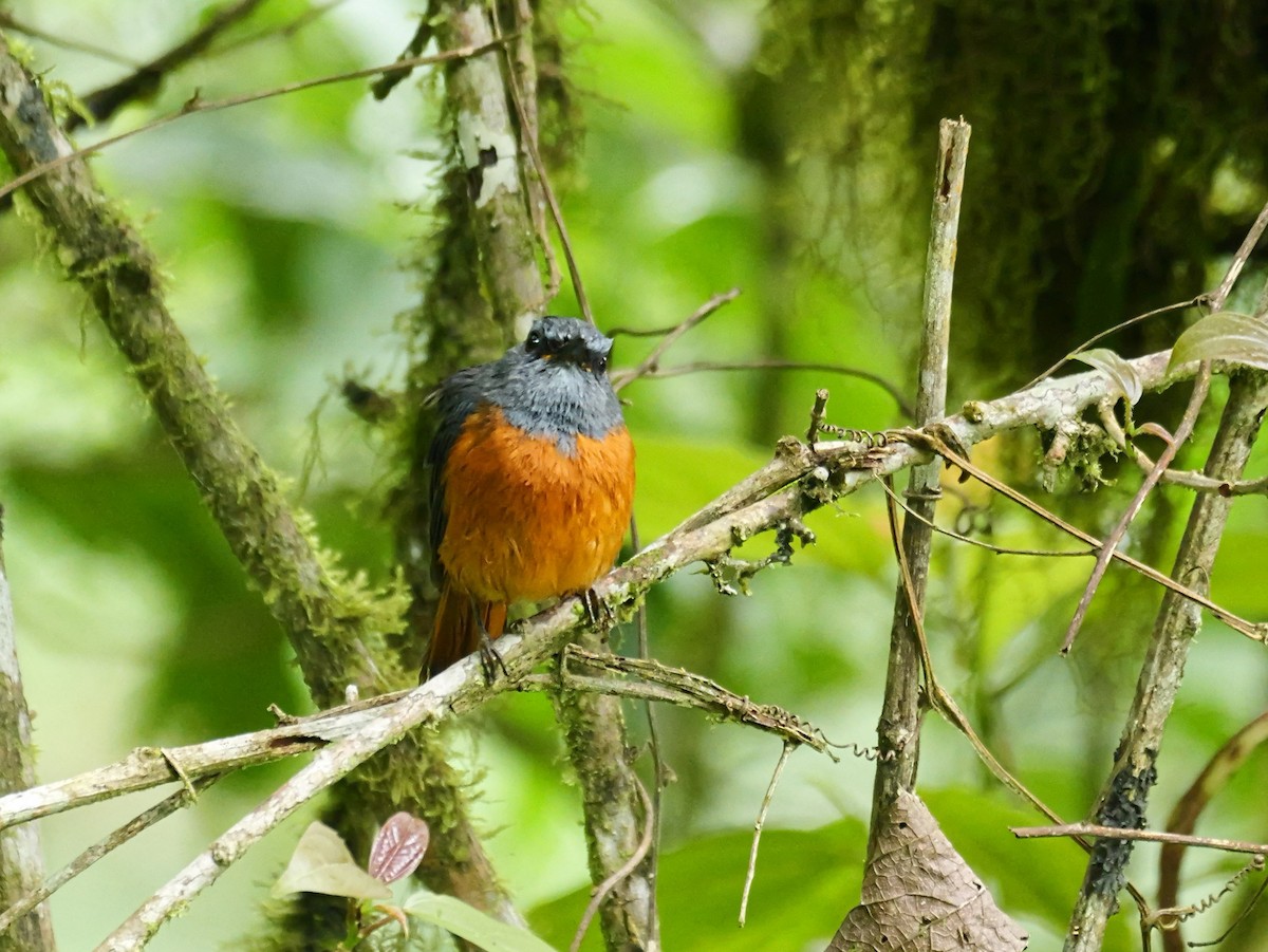 Forest Rock-Thrush - ML646398783