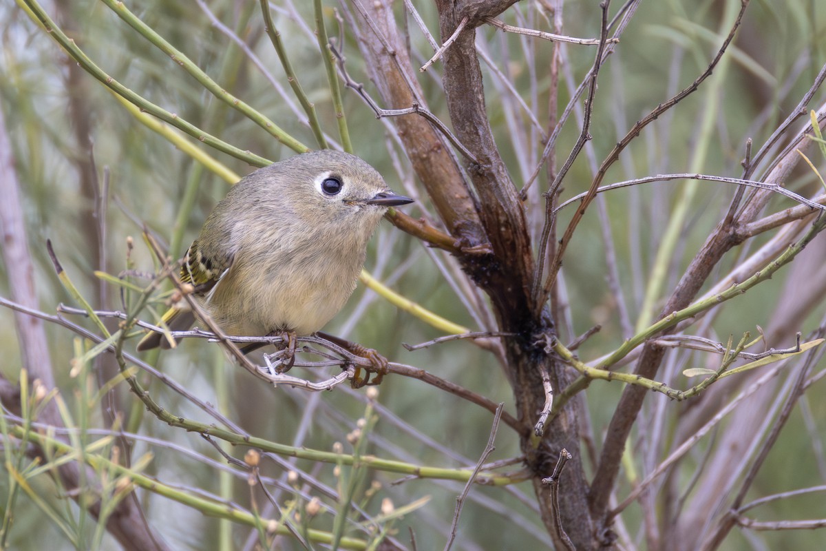 Ruby-crowned Kinglet - ML646398784
