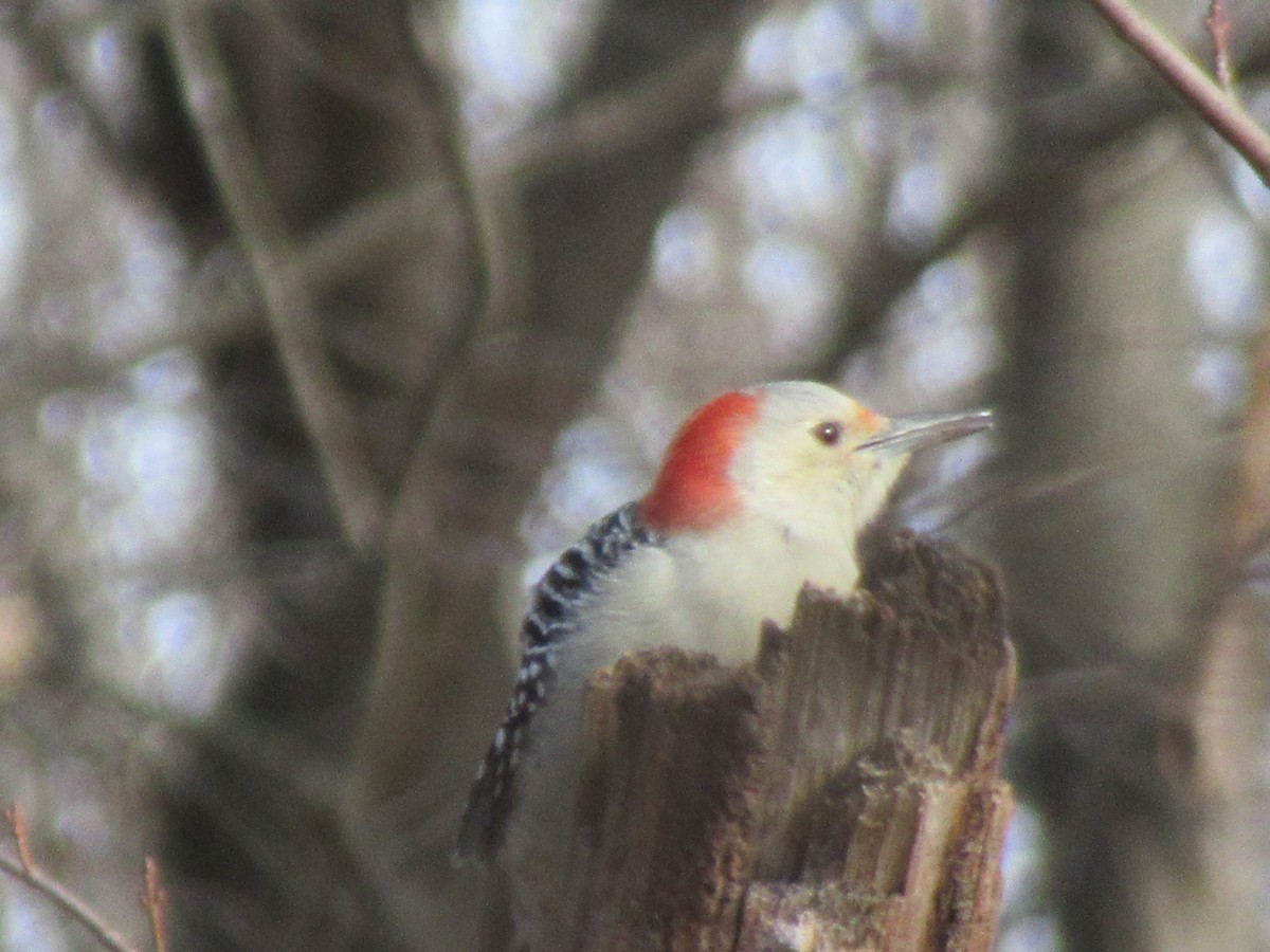 Red-bellied Woodpecker - ML646398785