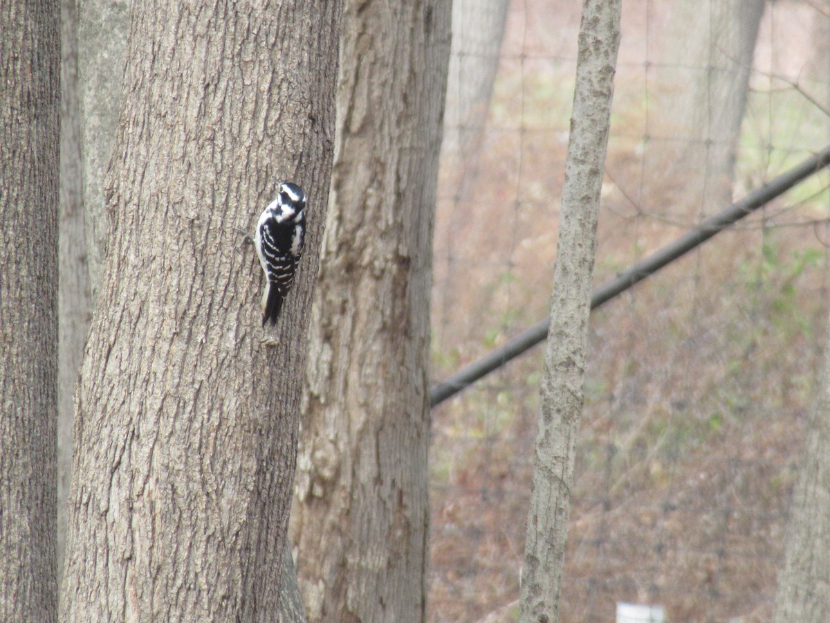 Downy Woodpecker - ML646398796
