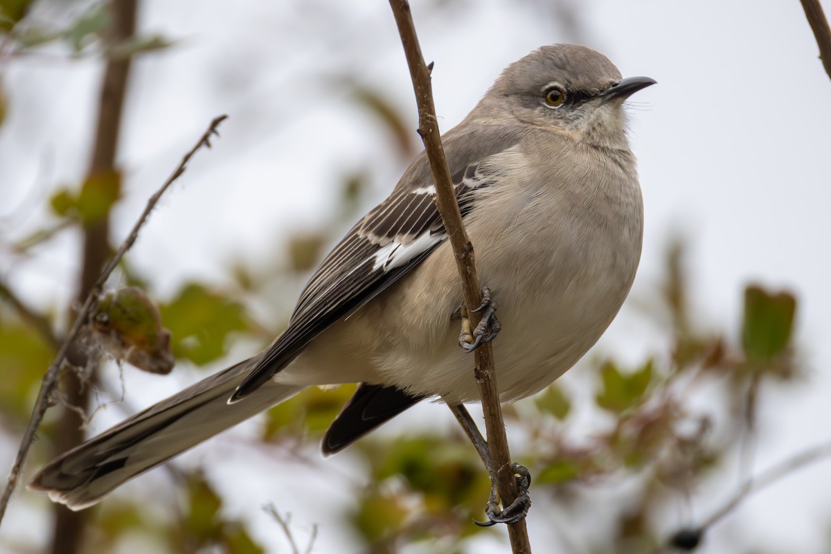Northern Mockingbird - ML646398797