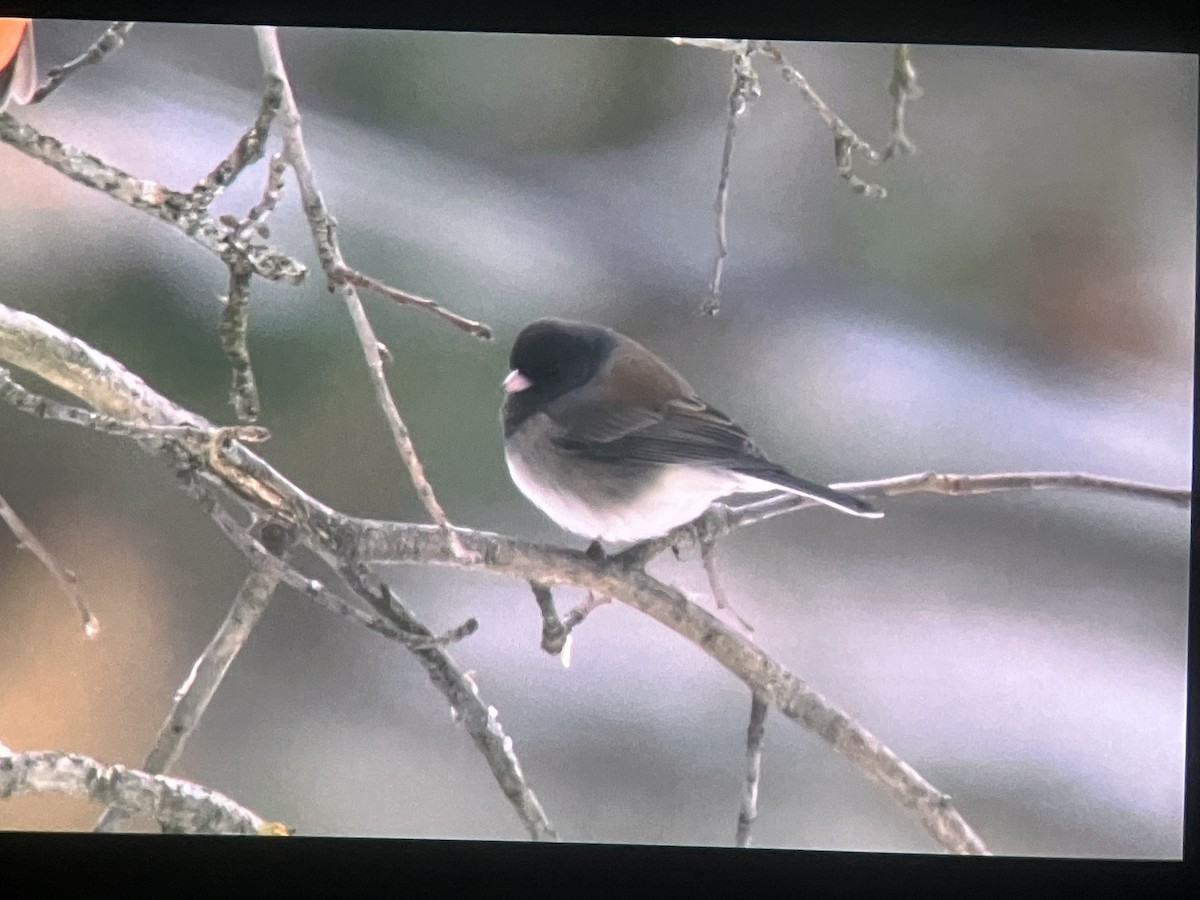 Dark-eyed Junco (cismontanus) - ML646398798
