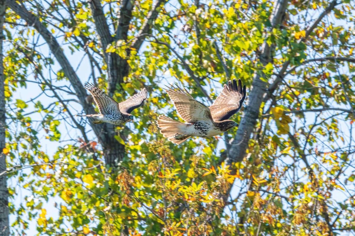 Red-tailed Hawk - ML646398800