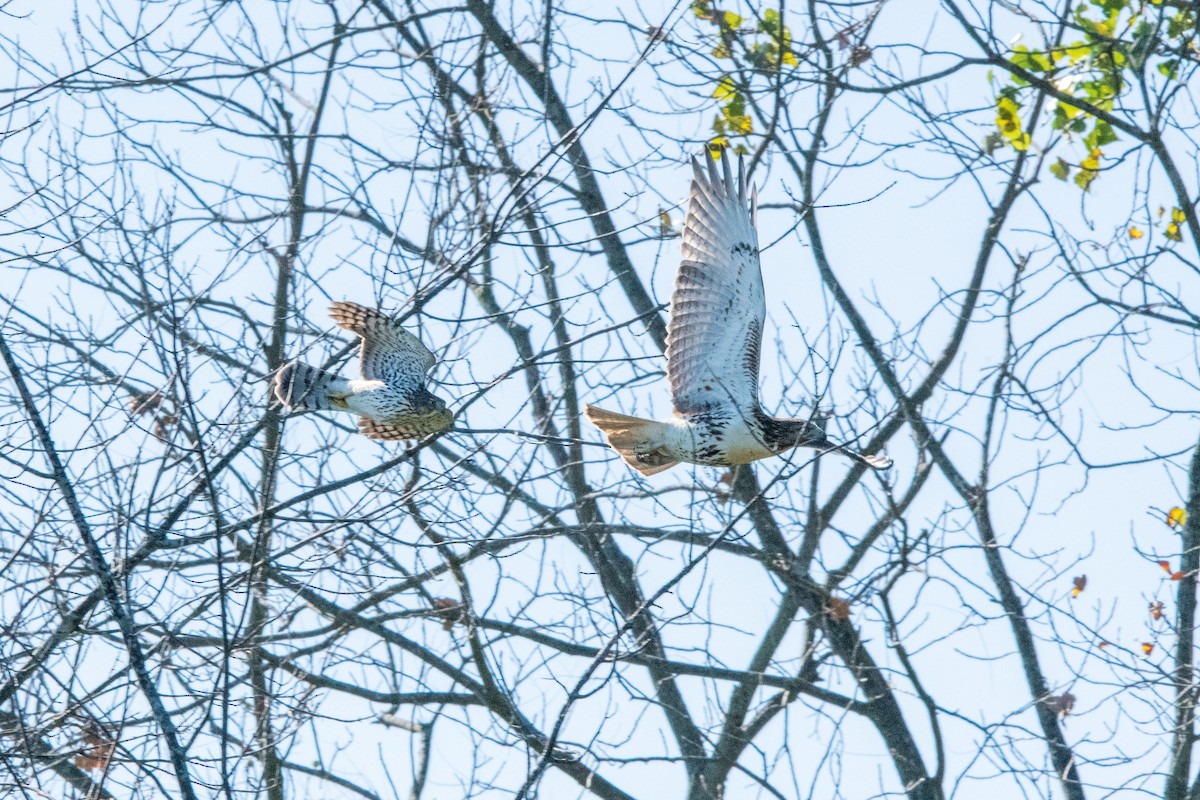 Red-tailed Hawk - ML646398802