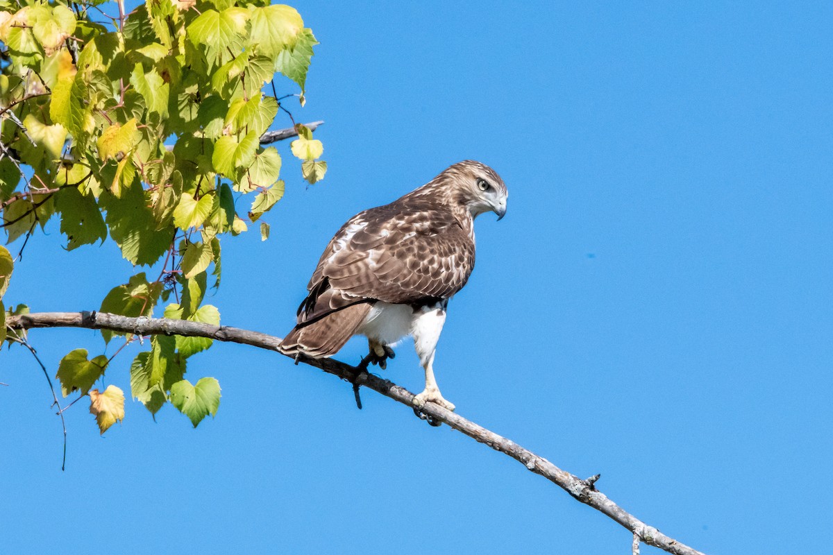 Red-tailed Hawk - ML646398803
