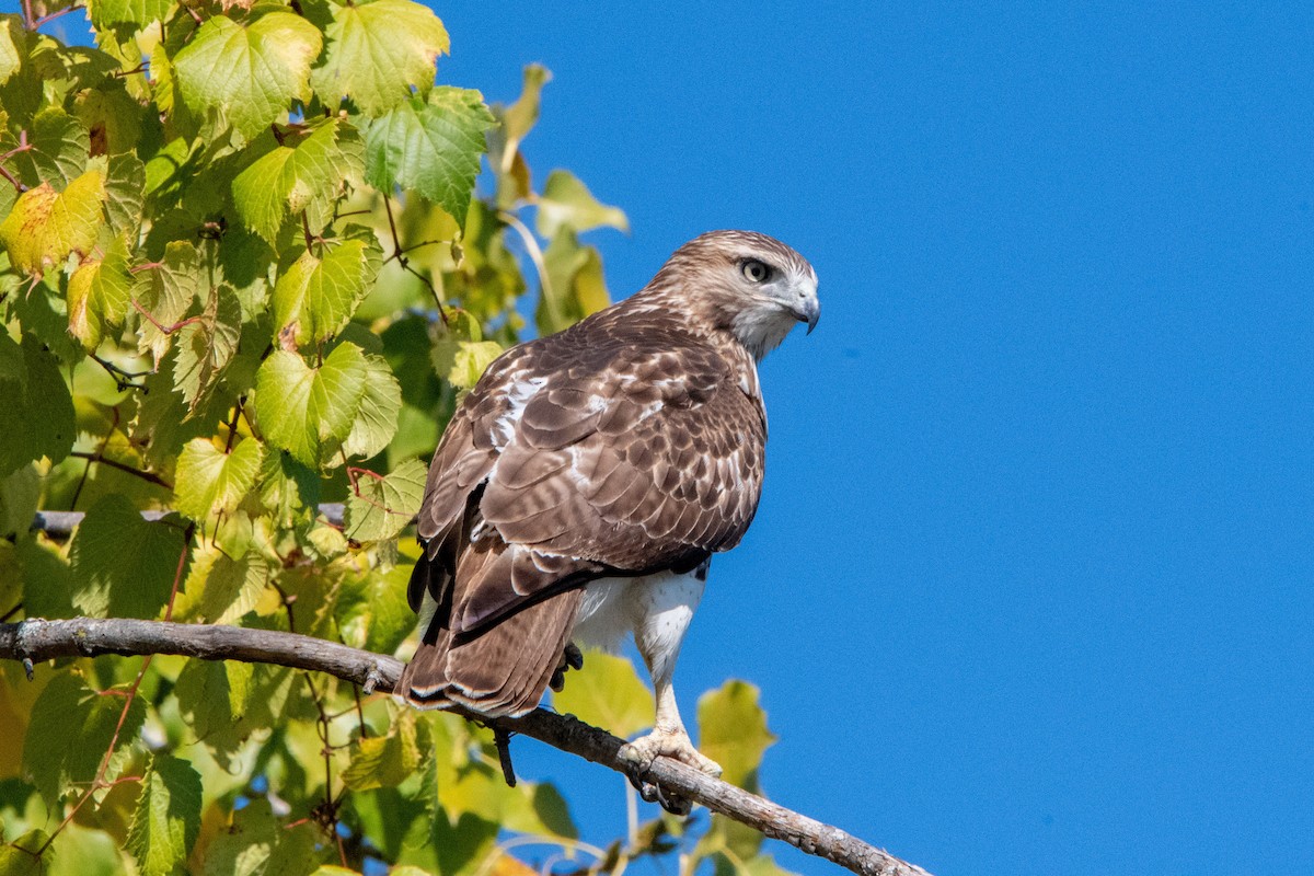 Red-tailed Hawk - ML646398804