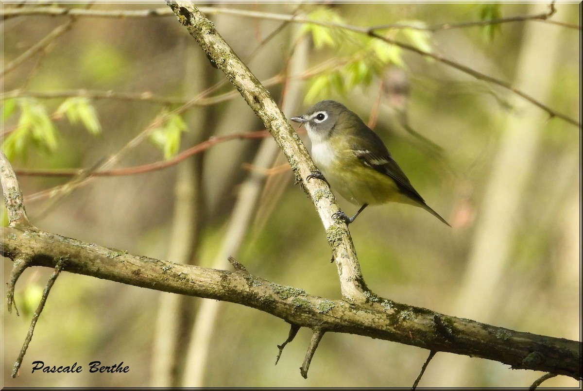 Viréo à tête bleue - ML646398805