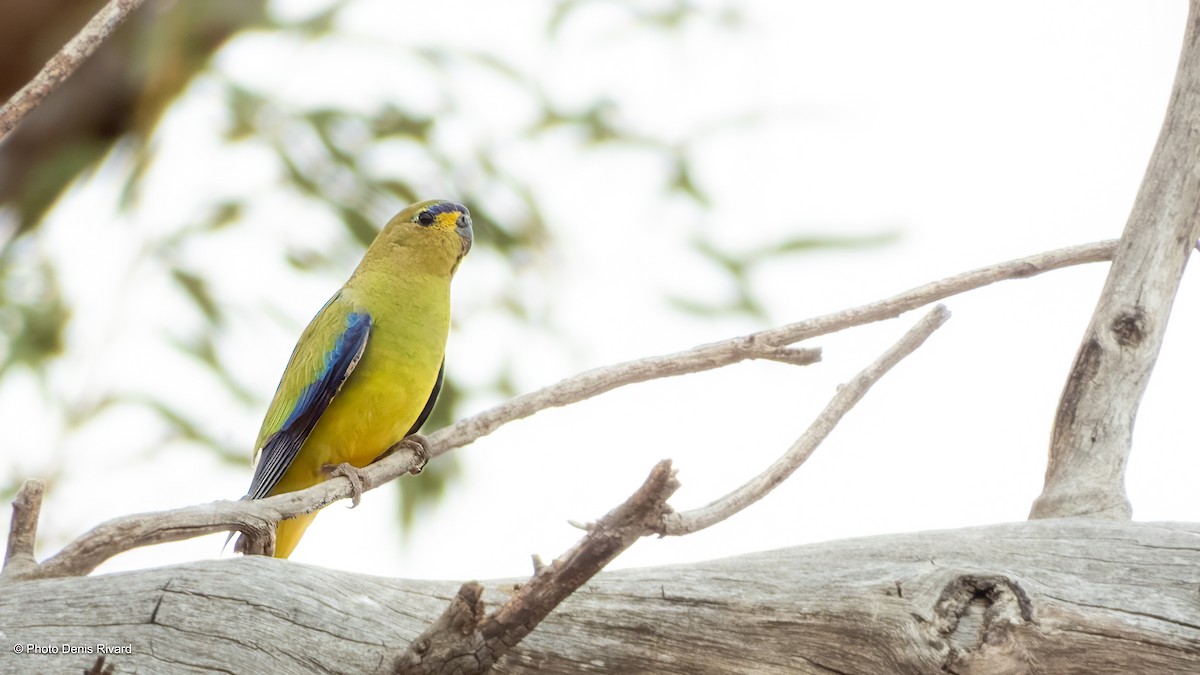 Elegant Parrot - ML646398807