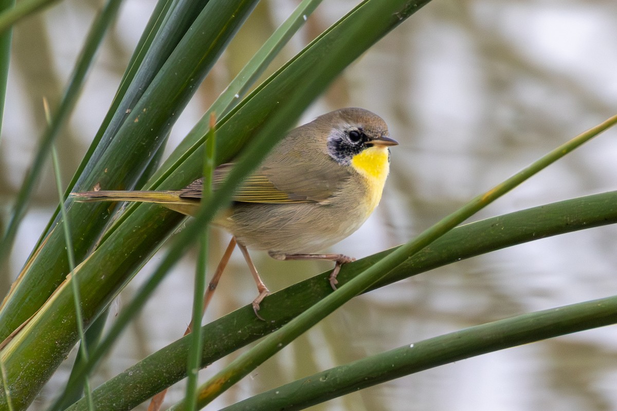Common Yellowthroat - ML646398811