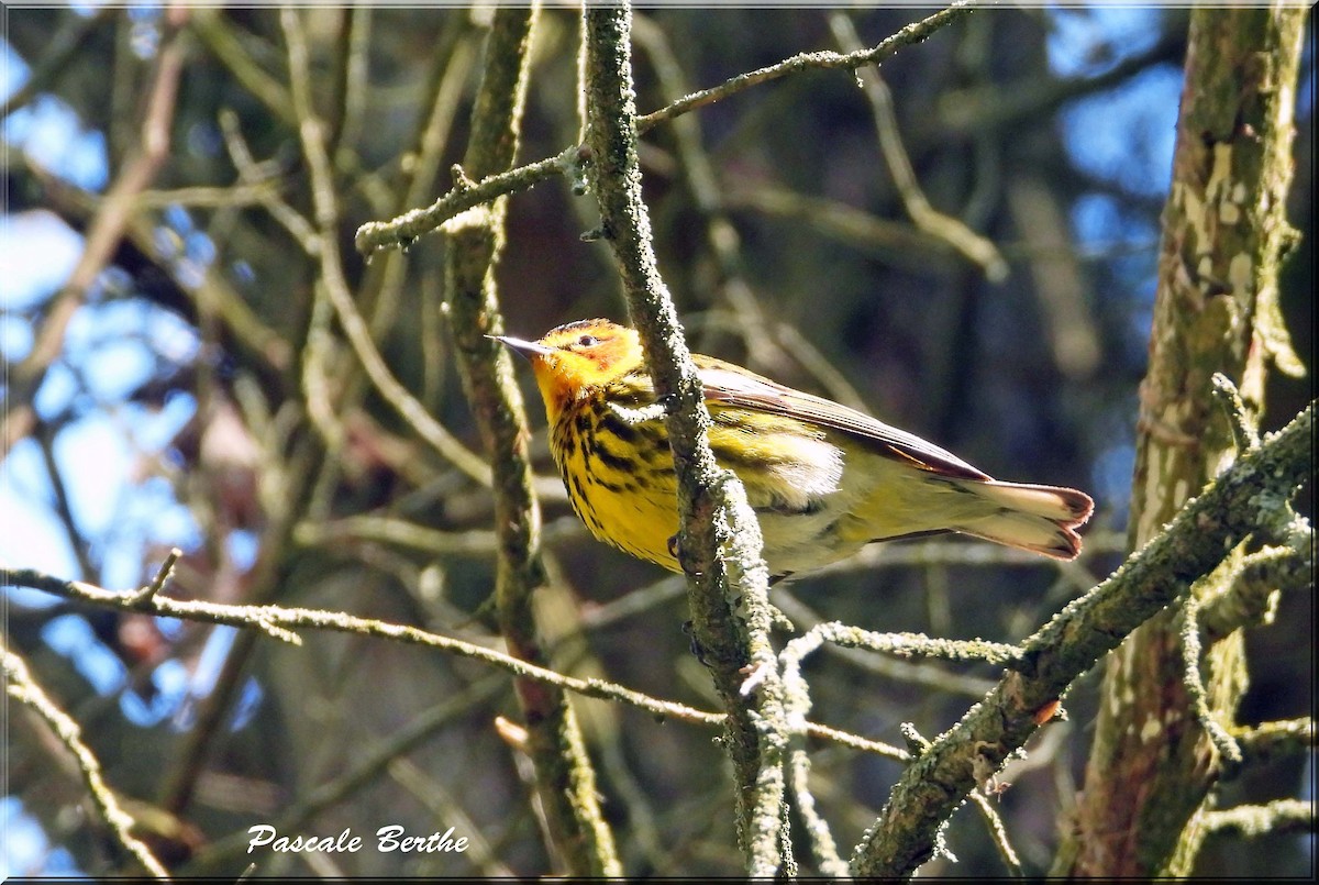 ホオアカアメリカムシクイ - ML646398813