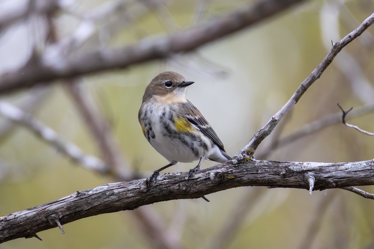 Yellow-rumped Warbler (Myrtle) - ML646398815