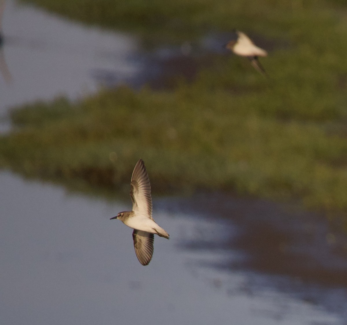 Alaska Kumkuşu - ML646398819