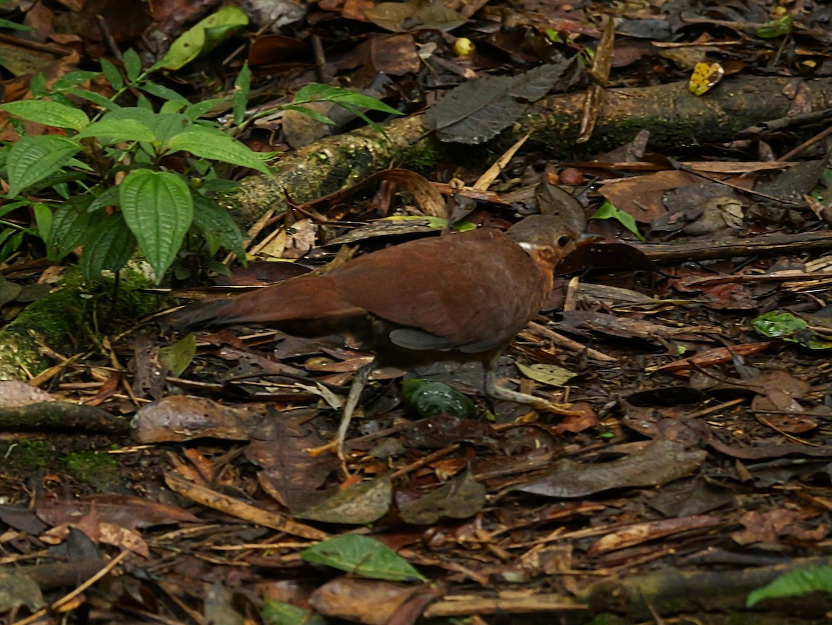 Brown Mesite - ML646398824