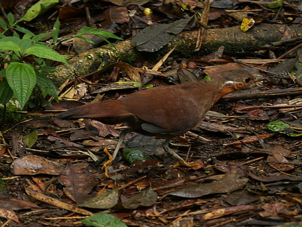 Brown Mesite - ML646398825