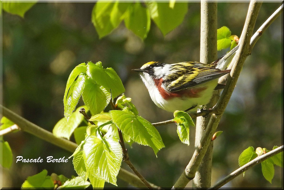 Paruline à flancs marron - ML646398827