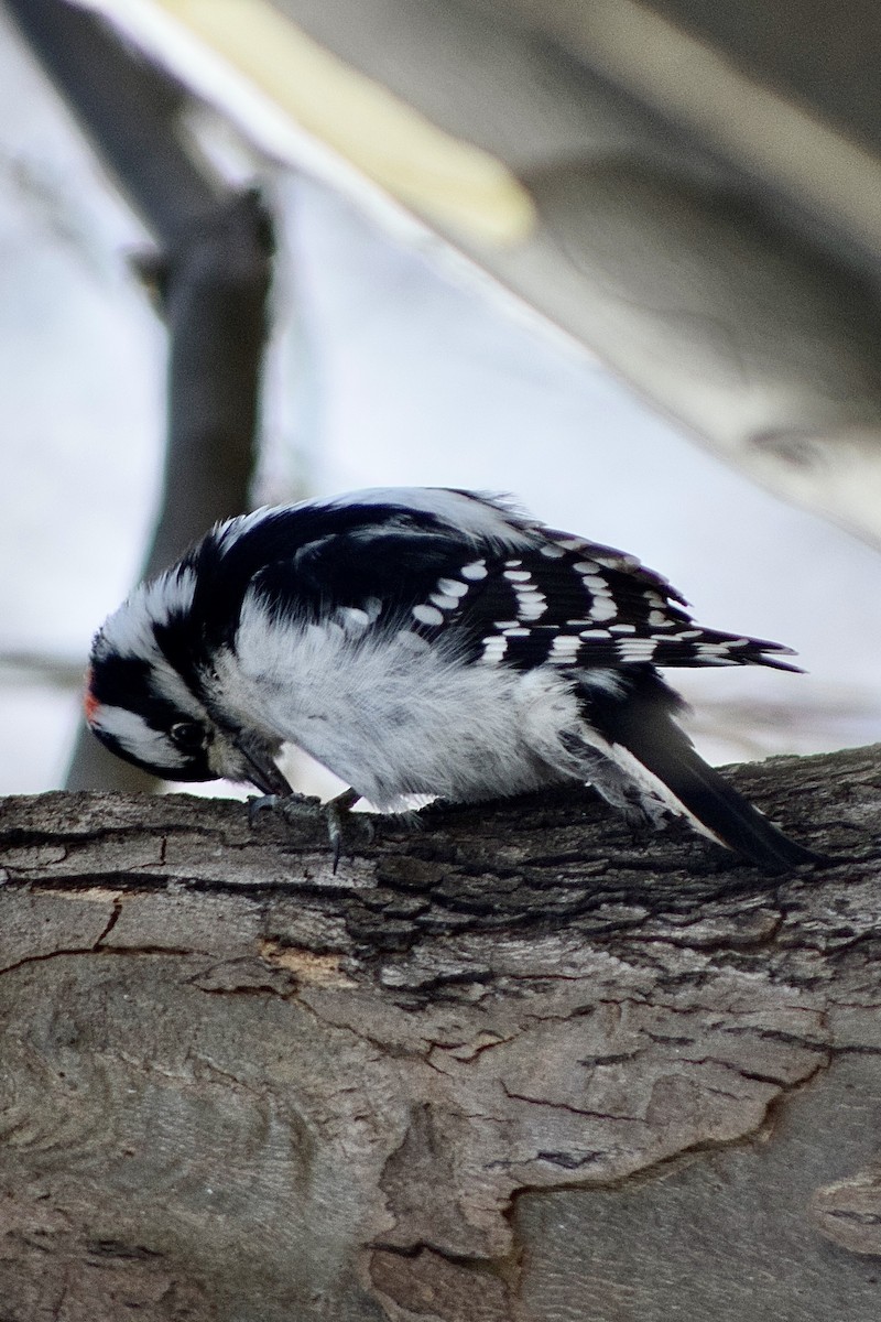 Downy Woodpecker - ML646398828