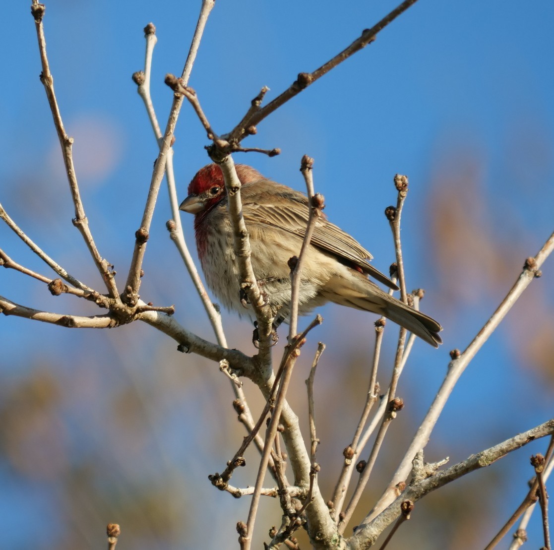 House Finch - ML646398829