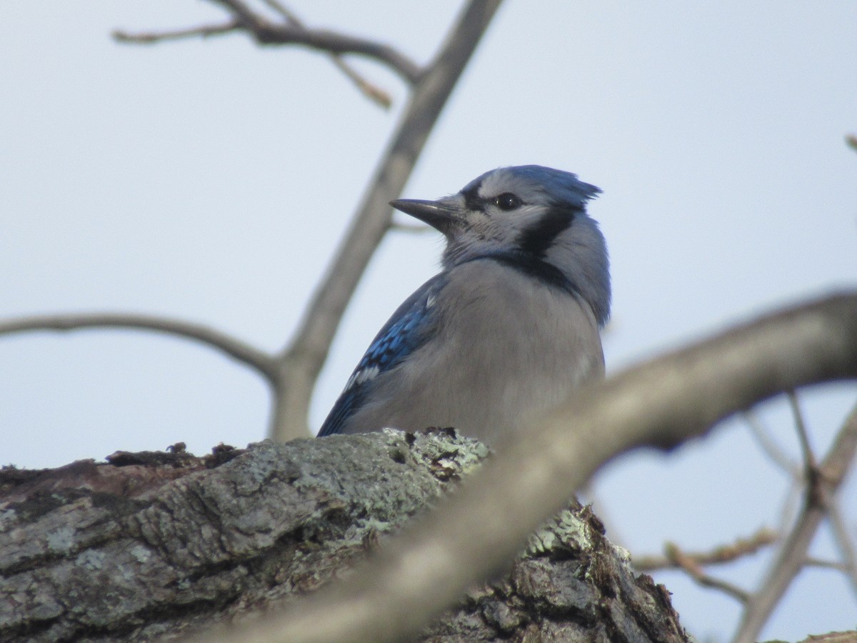 Blue Jay - ML646398833