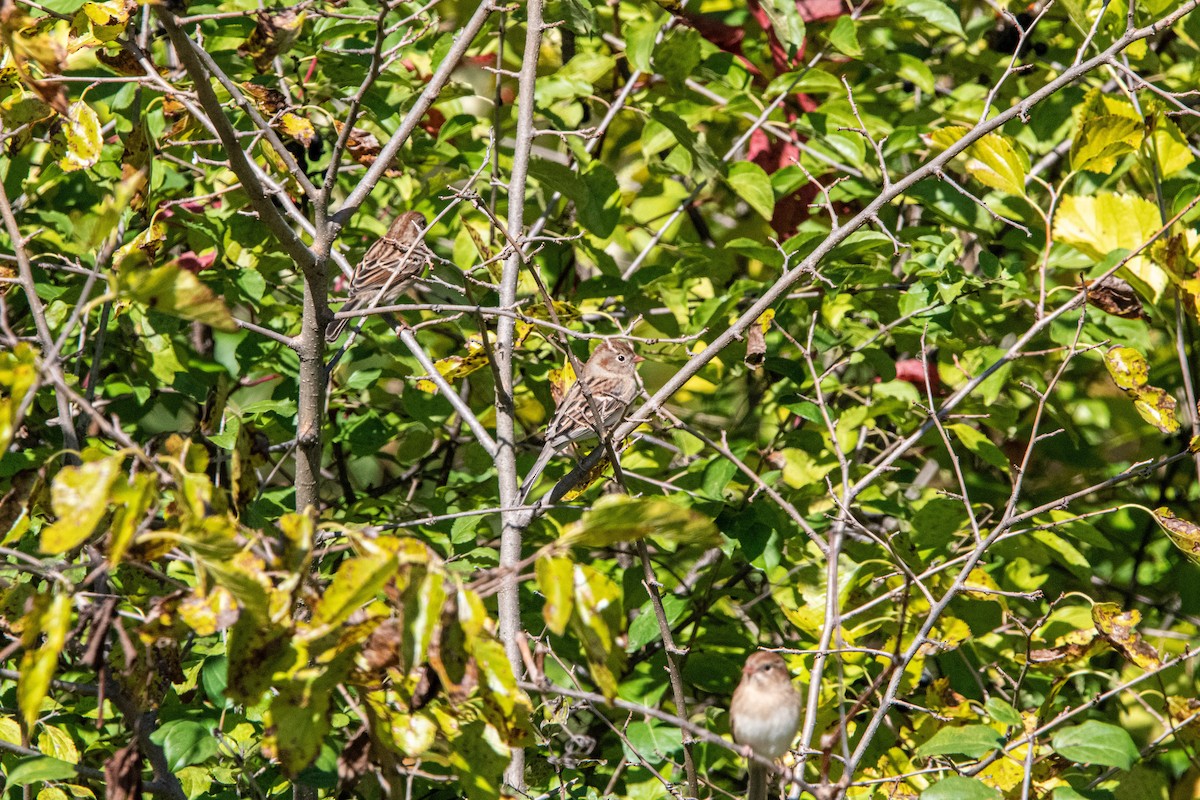 Field Sparrow - ML646398834