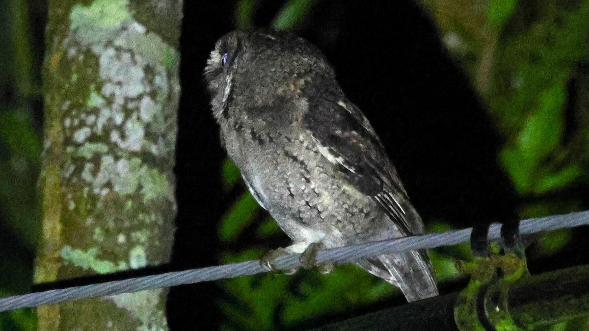 Collared Scops-Owl - ML646398835