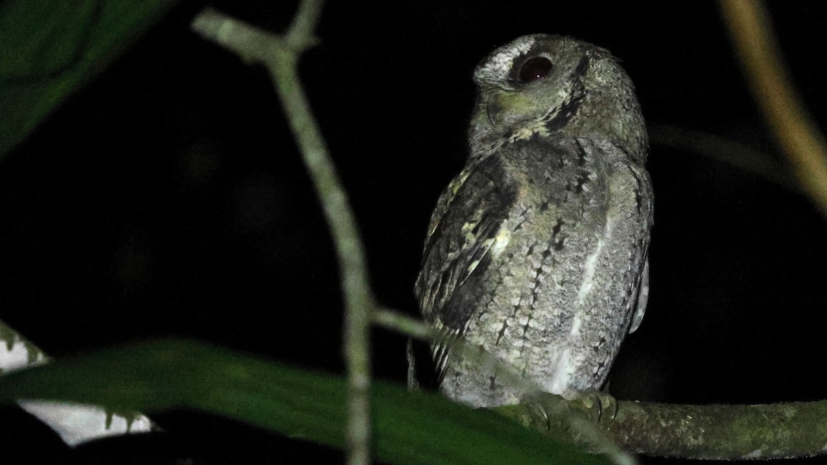 Collared Scops-Owl - ML646398836