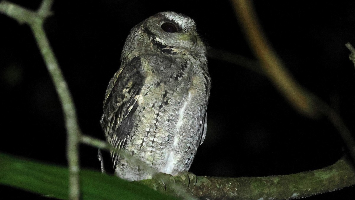Collared Scops-Owl - ML646398837
