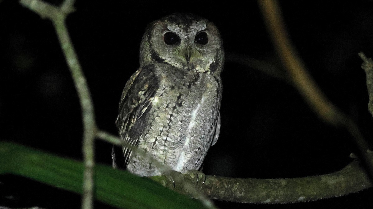 Collared Scops-Owl - ML646398838