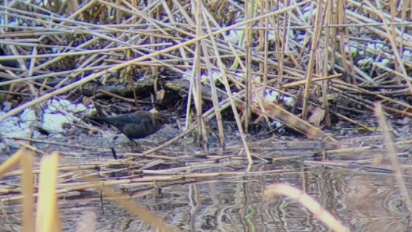 Rusty Blackbird - ML646398841