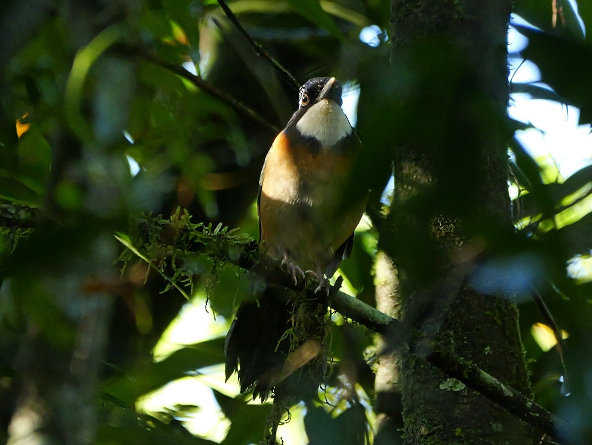 Pitta-like Ground-Roller - ML646398842