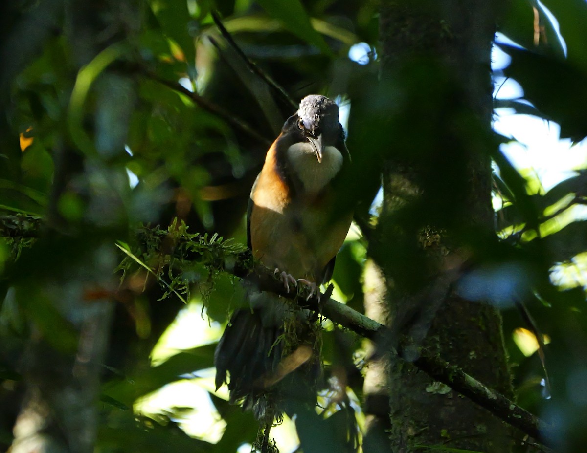 Pitta-like Ground-Roller - ML646398843