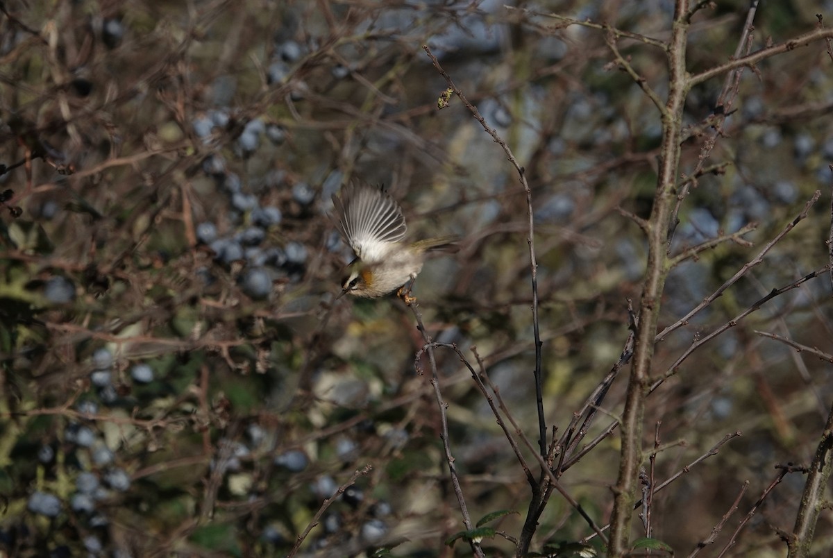 Common Firecrest - ML646398844