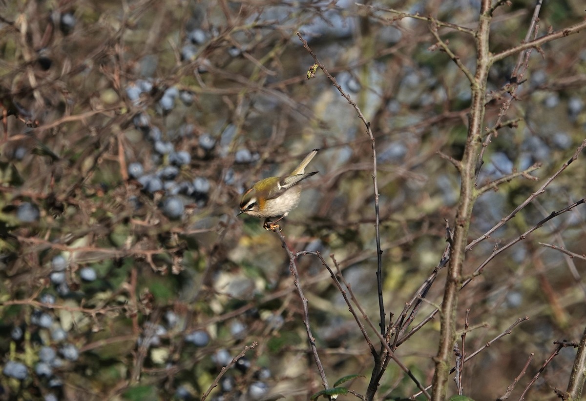 Common Firecrest - ML646398846